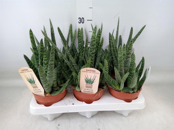 <h4>Gasteria</h4>