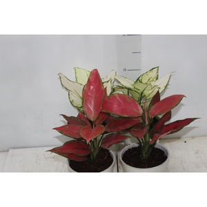 AGLAONEMA VARIADA P12