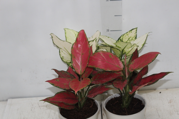 <h4>AGLAONEMA VARIADA P12</h4>