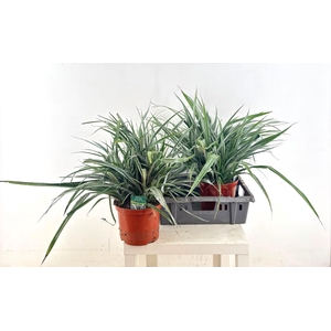 Astel Silver Shadow