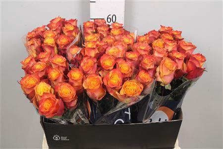 <h4>R Gr Wildfox</h4>