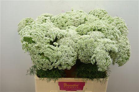 <h4>Ammi Vis Casablanca Xtra</h4>