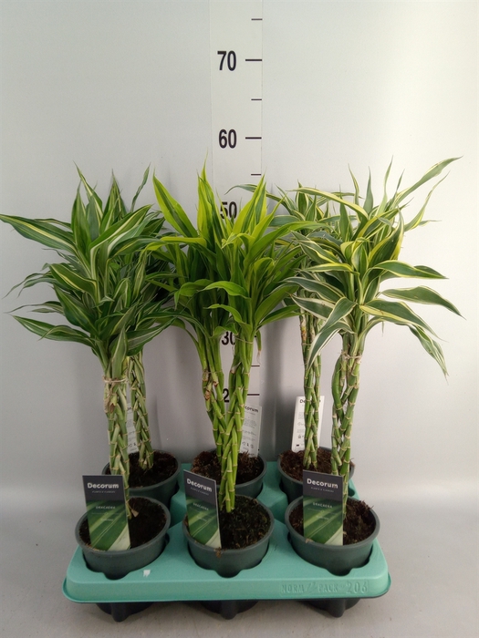 <h4>Dracaena sand.   ...mix 3</h4>