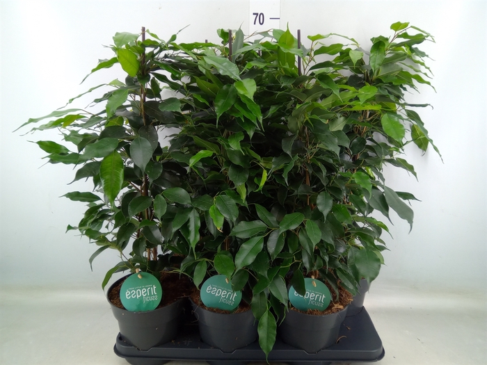 <h4>Ficus benja. 'Danielle'</h4>