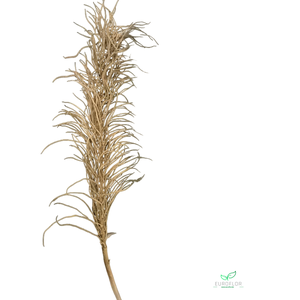 CACHO INGASSO 140CM NATURAL