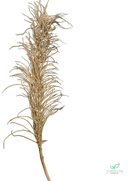 CACHO INGASSO 140CM NATURAL