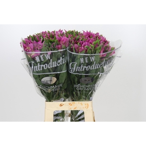 Astronova Dark Pink