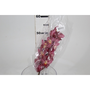 CYMBIDIUM HT MIN 12 FLS ROSA ESCURO