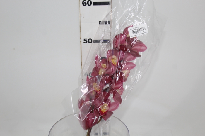 <h4>CYMBIDIUM HT MIN 12 FLS ROSA ESCURO</h4>