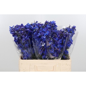 Delphinium Deldonna Blue