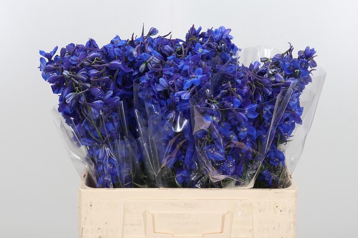 <h4>Delphinium Deldonna Blue</h4>
