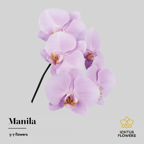 <h4>Phalaenopsis Manila 5-7</h4>