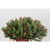 Protea Robijn