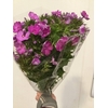PHLOX OVERIG