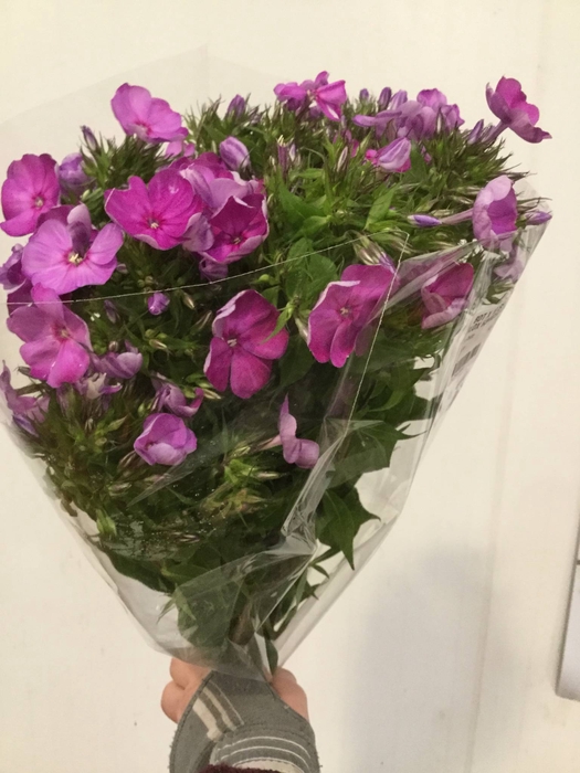 PHLOX OVERIG