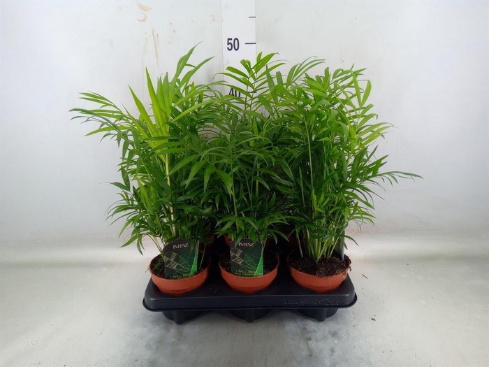 <h4>Chamaedorea elegans</h4>