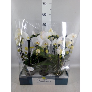 Phalaenopsis   ...white