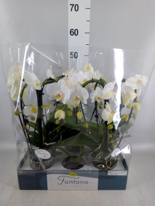 <h4>Phalaenopsis   ...white</h4>
