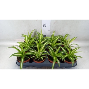 Chlorophytum com. 'Variegatum'