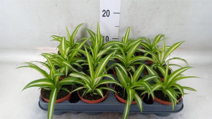 <h4>Chlorophytum com. 'Variegatum'</h4>