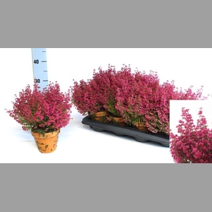 ERICA GRACILIS - RED - CLAY POT