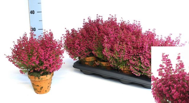 <h4>ERICA GRACILIS - RED - CLAY POT</h4>