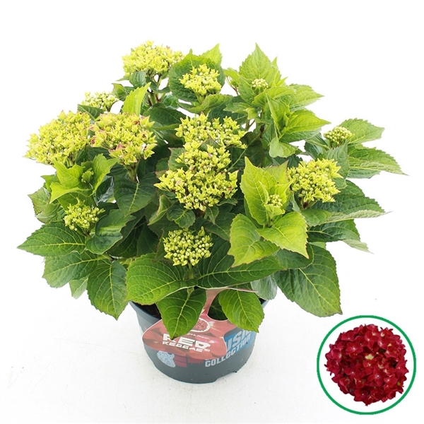 <h4>Hydrangea macr. Music Collection® 'Red Reggae'® C5 (23cm.) Kn.</h4>