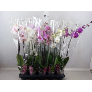 Phalaenopsis   ...mix