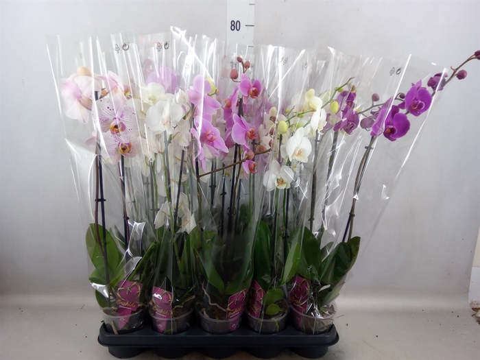 Phalaenopsis   ...mix