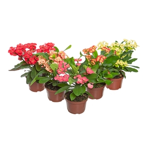 EUPHORBIA MILII MILIIANA P11