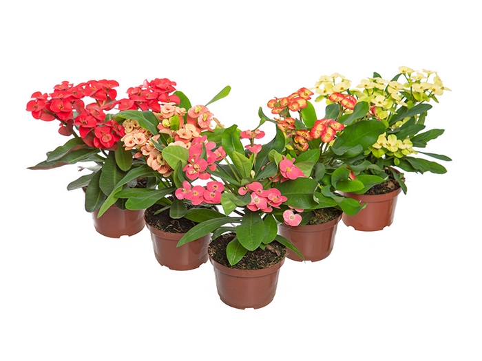 <h4>EUPHORBIA MILII MILIIANA P11</h4>