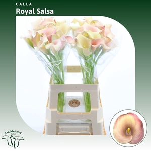 Calla Royal Salsa