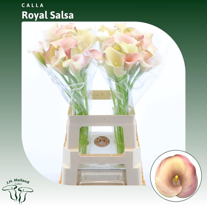 <h4>Calla Royal Salsa</h4>