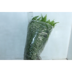 SAMAMBAIA AMERICANA C25