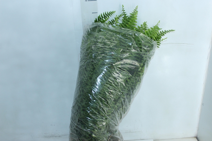 <h4>SAMAMBAIA AMERICANA C25</h4>