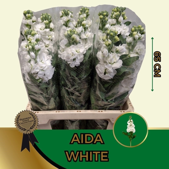<h4>MATTH AIDA WHITE</h4>