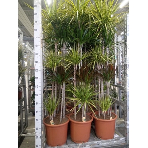 Dracaena   ...mix
