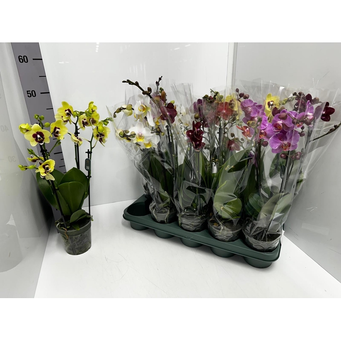 <h4>Phalaenopsis MF mix 12Ø 50cm 2st 22fl</h4>