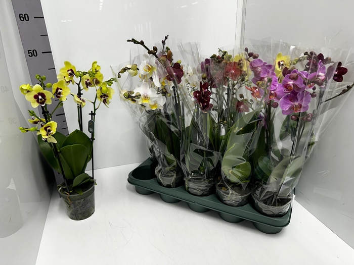 Phalaenopsis MF mix 12Ø 50cm 2st 22fl