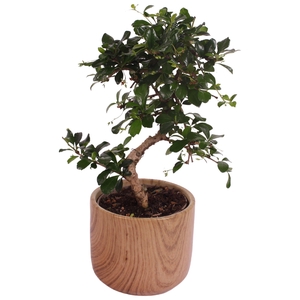 Bonsai Indoor Mix Ø12cm S-Shape in Ø 14cm Ceramic NT565