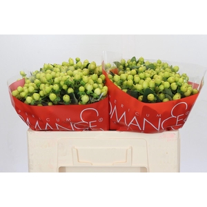 Hypericum Smiley Romance