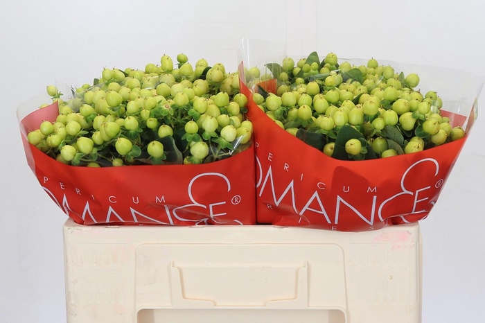 <h4>Hypericum Smiley Romance</h4>