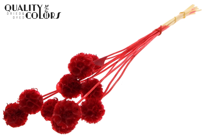 Scabiosa Preserved 10pc/bunch Bleached Red