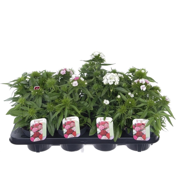 <h4>Dianthus barb. Barbarini mix</h4>