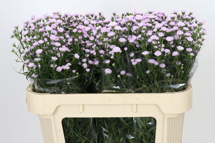 <h4>Aster Baby Pink Pearl</h4>