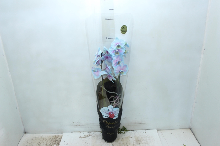 <h4>PHALAENOPSIS FROZEN P12 AZUL/ROSA 2 HT</h4>