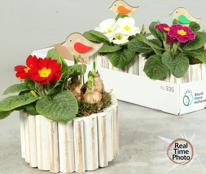 <h4>ARR TUINPLANTEN</h4>