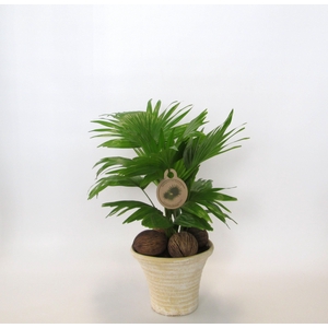 LIVISTONA ROTUNDIFOL