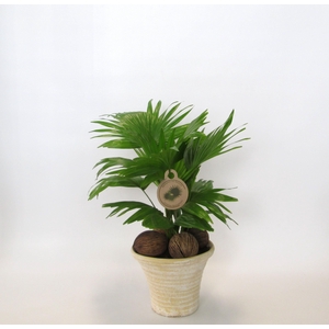 LIVISTONA ROTUNDIFOL