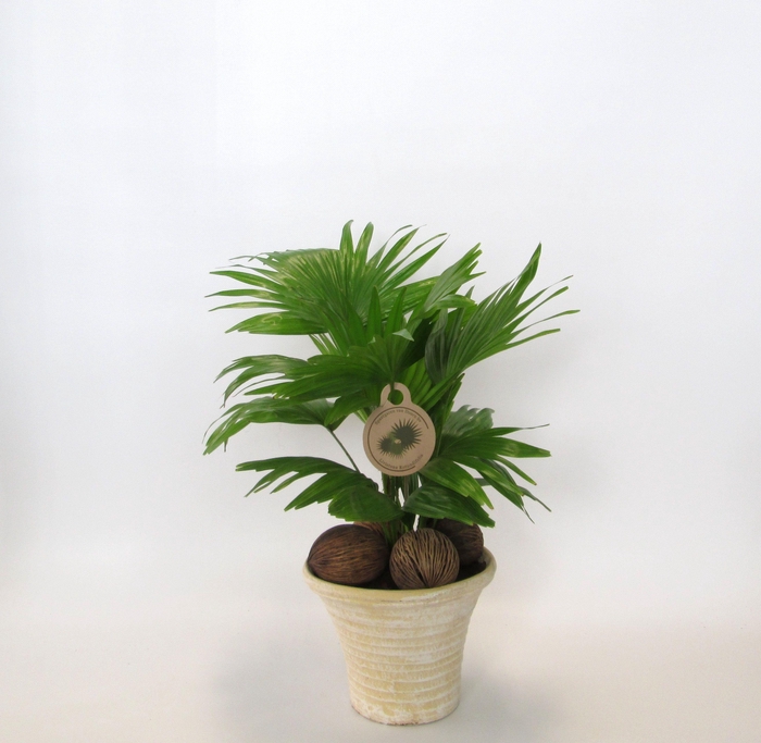 <h4>LIVISTONA ROTUNDIFOL</h4>